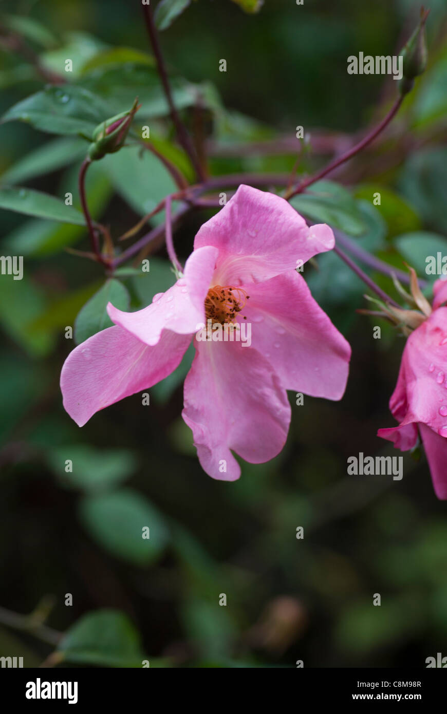 Rosa Chinensis 'Mutabilis' Banque D'Images