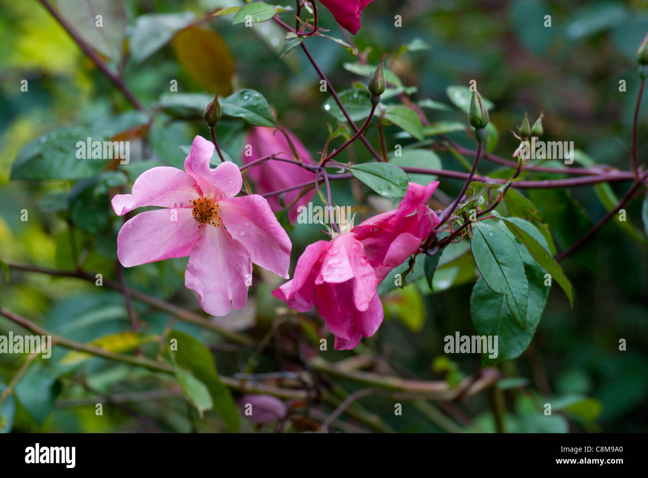 Rosa Chinensis 'Mutabilis' Banque D'Images