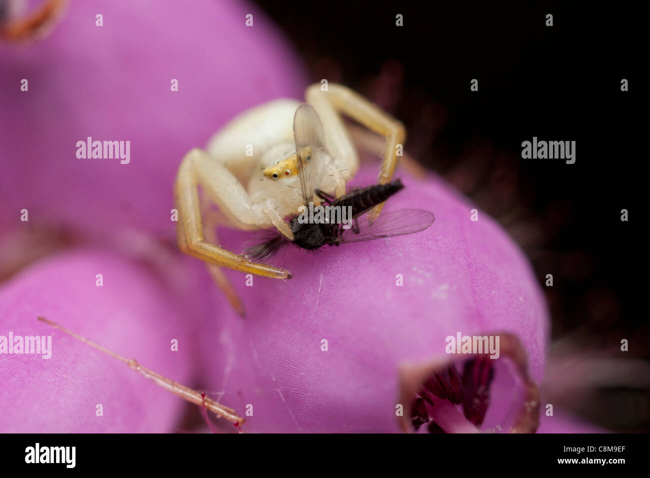 Araignée crabe sur heather bell cécidomyie de l'alimentation à Arne nature reserve Dorset Banque D'Images
