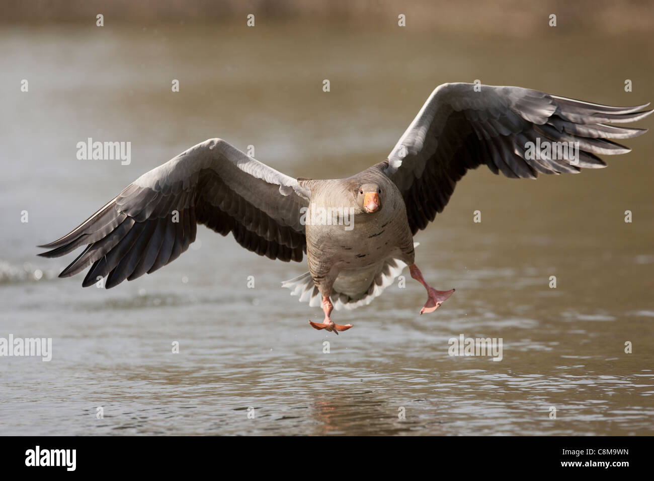 Oie cendrée arrive en terre sur l'eau sur les Norfolk Broads Banque D'Images