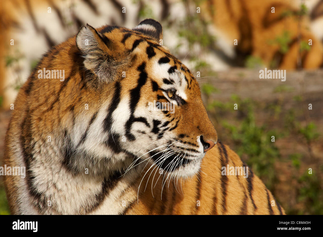 Tigre de Sibérie à l'arrière, dans l'arrière-plan un autre tiger Banque D'Images