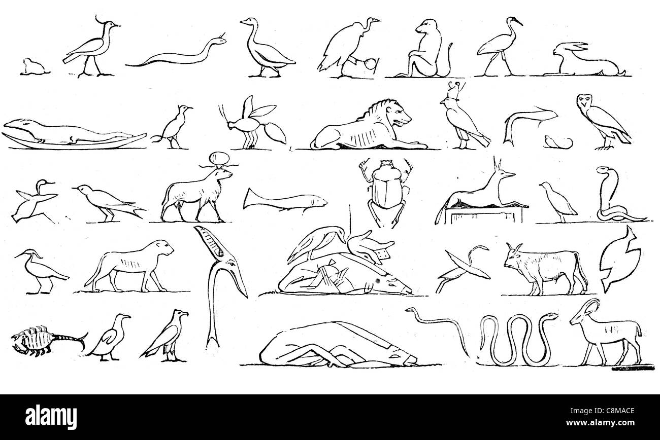 Les animaux sacrés de l'Égypte Égypte British Museum collection Sir Hans Sloane archéologue archéologie ancienne sculptée sculpture sur pierre Banque D'Images
