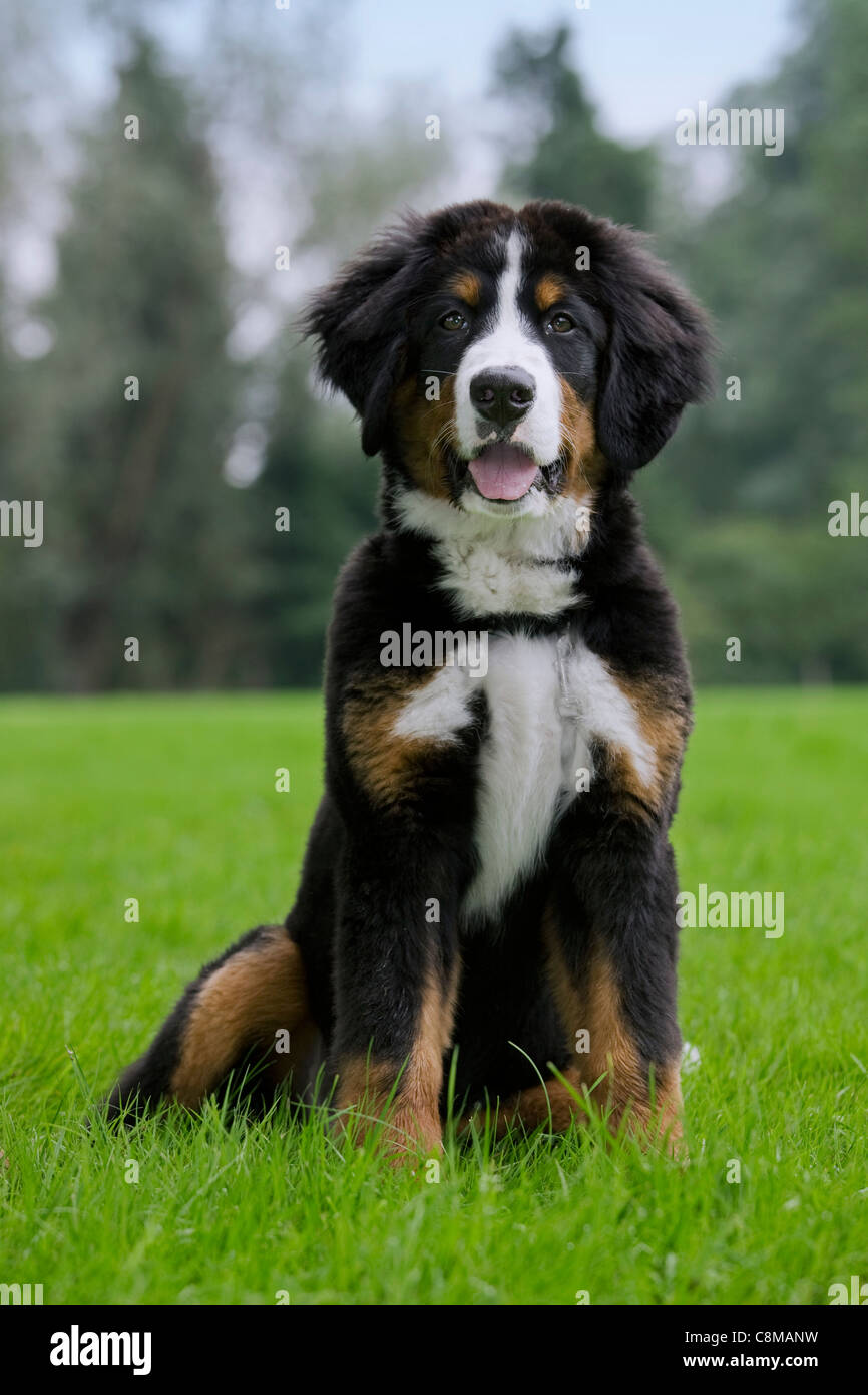 Bernois / Berner Sennenhund (Canis lupus familiaris) assis dans le jardin Banque D'Images