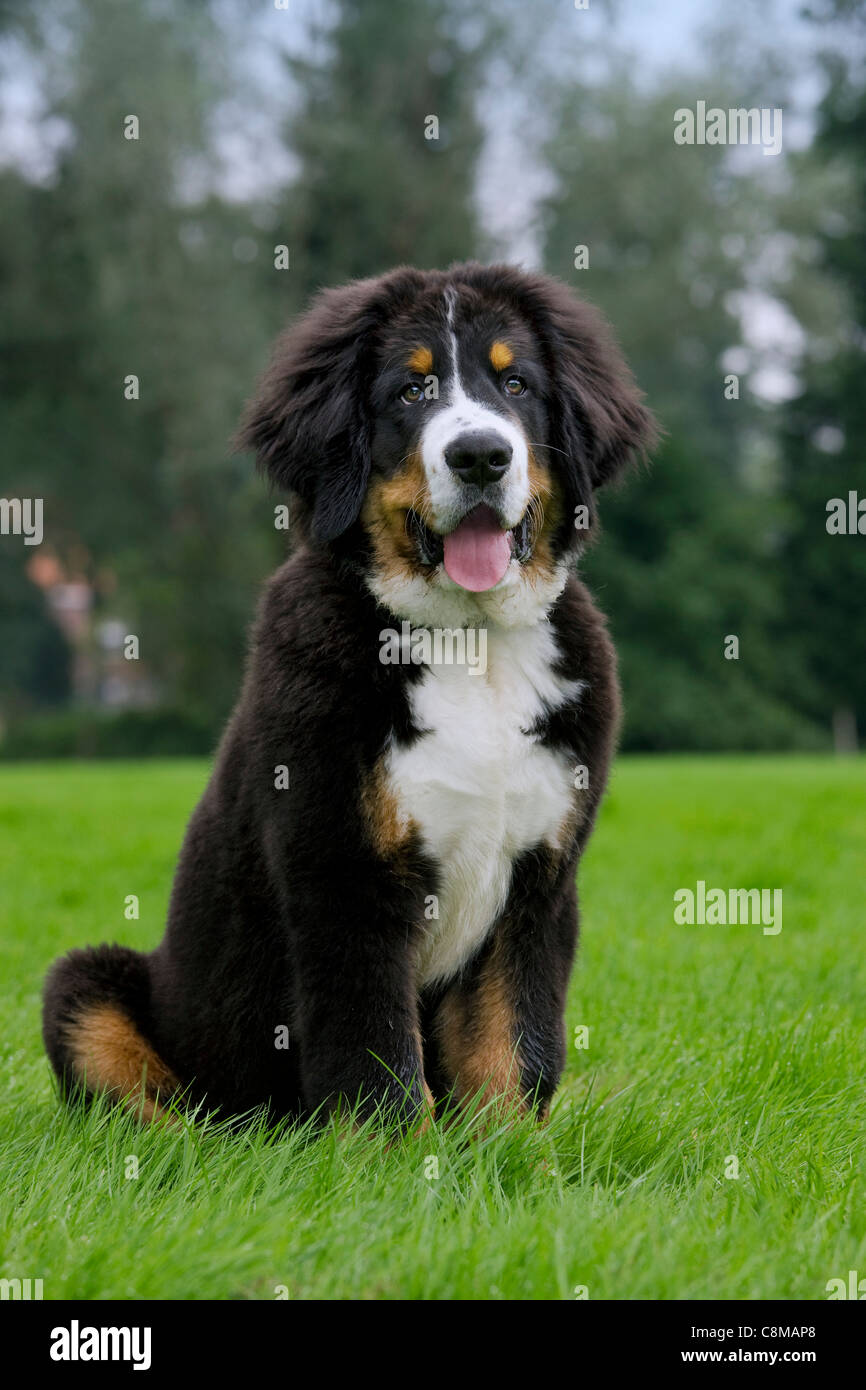 Bernois / Berner Sennenhund (Canis lupus familiaris) assis dans le jardin Banque D'Images