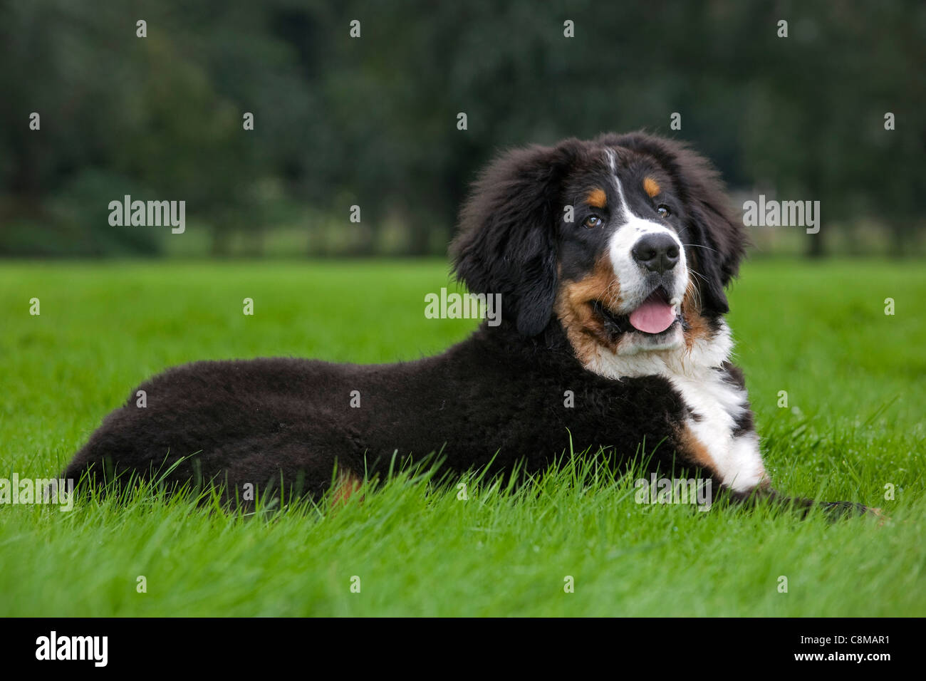 Bernois / Berner Sennenhund (Canis lupus familiaris) lying in garden Banque D'Images