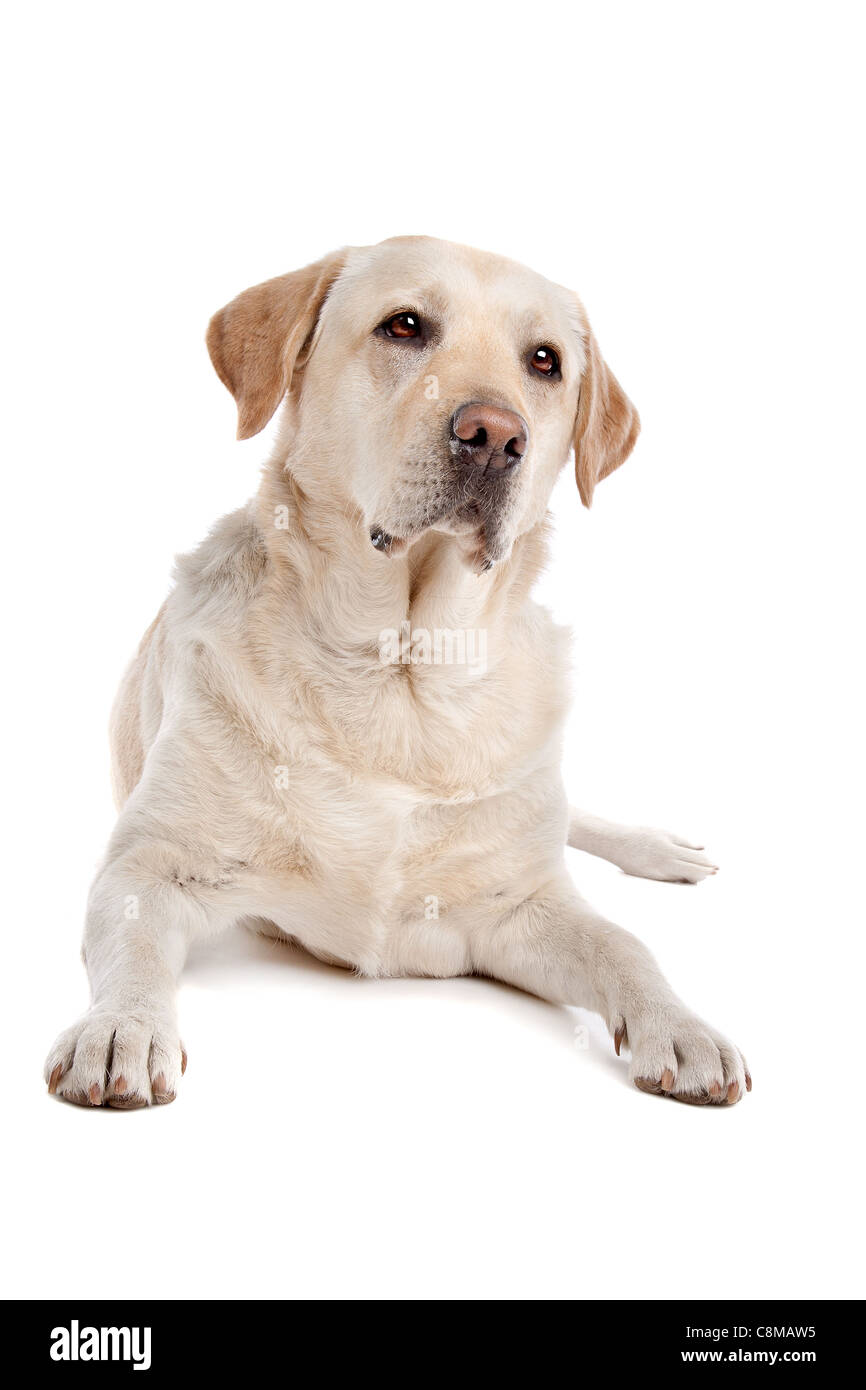 Labrador jaune devant un fond blanc Banque D'Images