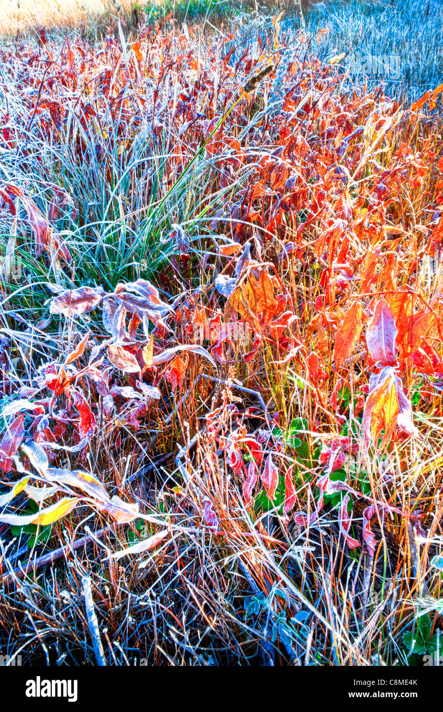 Début de lumière sur Fool Hollow Lake State Park à l'ouest de Show Low, en Arizona. Temps d'automne. Banque D'Images