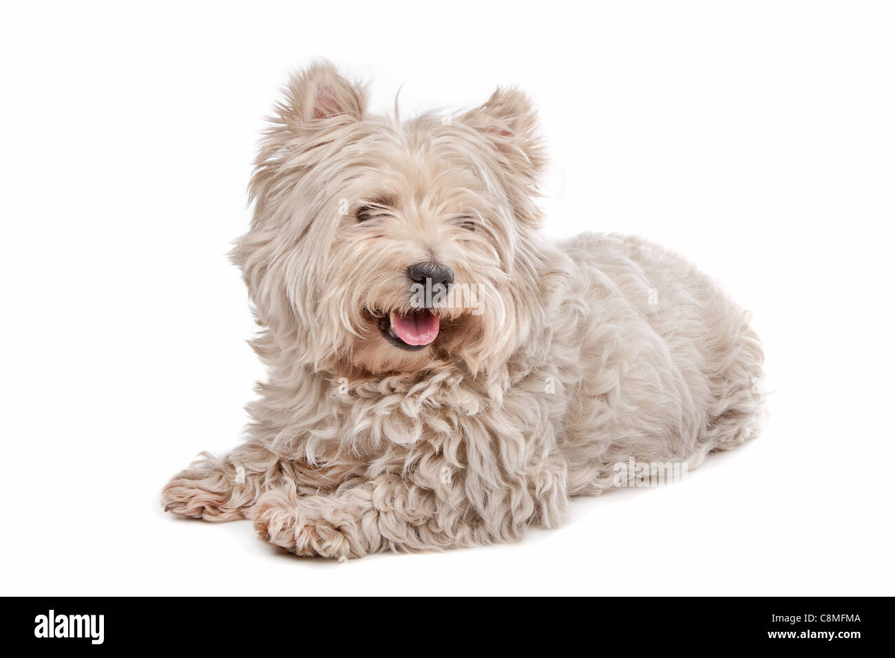 West Highland White Terrier devant un fond blanc Banque D'Images