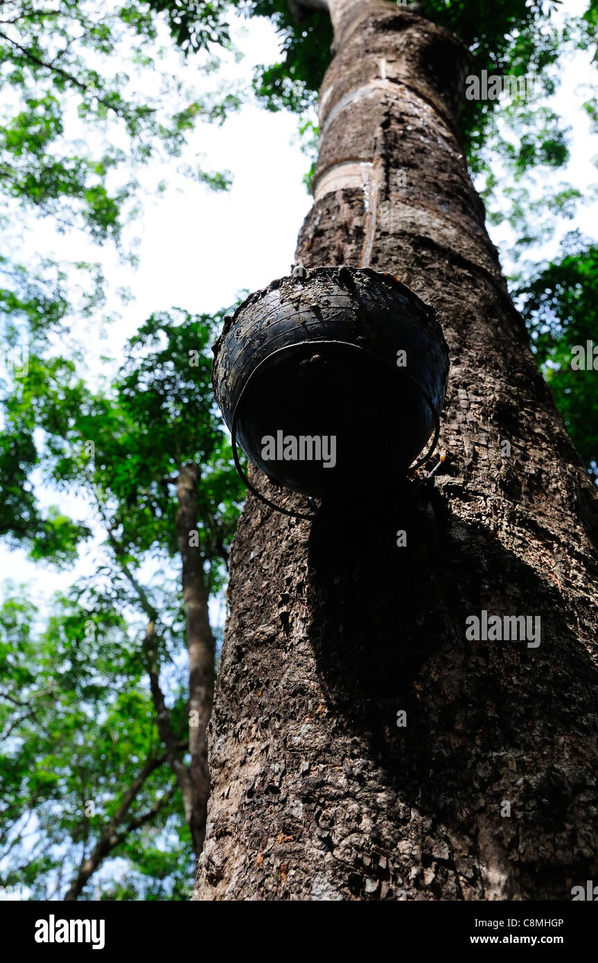 En appuyant sur le caoutchouc de l'arbre à caoutchouc dans une plantation de caoutchouc Kerala montrant l'écorce pelée et la collecte de latex sous pot au goutte-à-goutte Banque D'Images