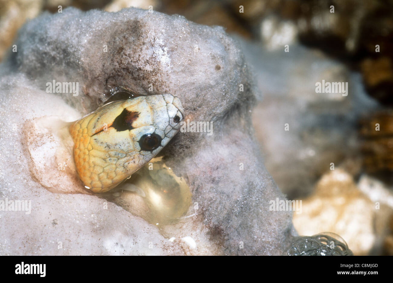 L'éclosion de kingsnake Variable d'œufs moisis, Lampropeltis mexicana thayeri, Mexique Banque D'Images