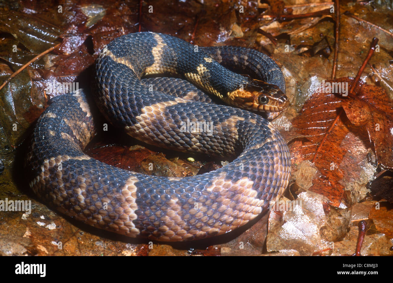 Serpent d'eau à bandes larges, Nerodia fasciata confluens, SE North America Banque D'Images