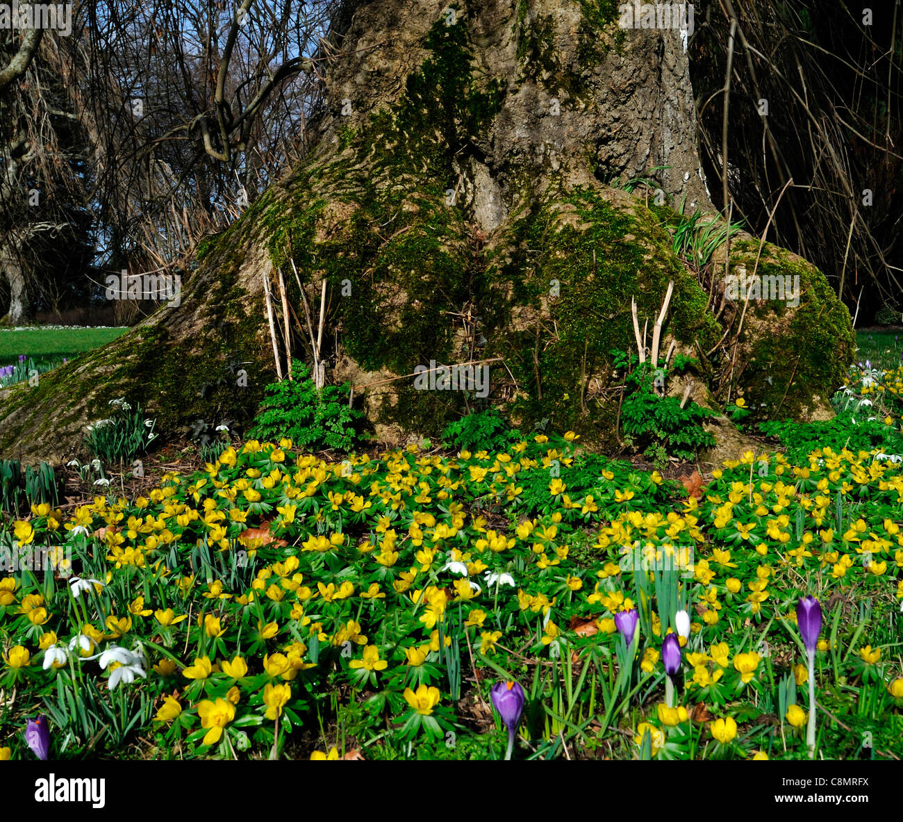 Anémone printemps aga libre fleurs jaune vif à la base de la croissance croissance vivace d'arbres forestiers la naturalisation Banque D'Images