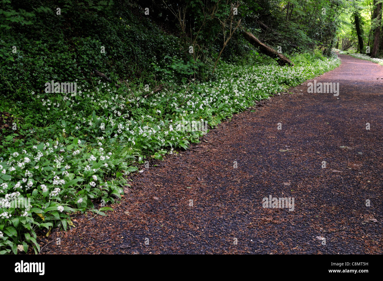 L'Allium ursinum Tapis d'ail sauvage bordant la frontière de ligne un chemin entre forêt St Catherines park dublin lucan Banque D'Images