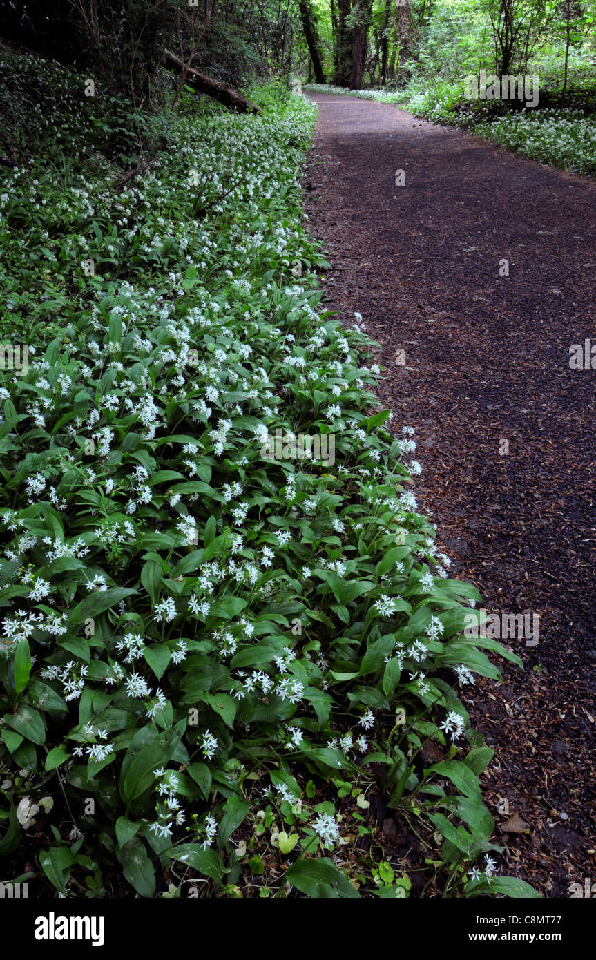 L'Allium ursinum Tapis d'ail sauvage bordant la frontière de ligne un chemin entre forêt St Catherines park dublin lucan Banque D'Images