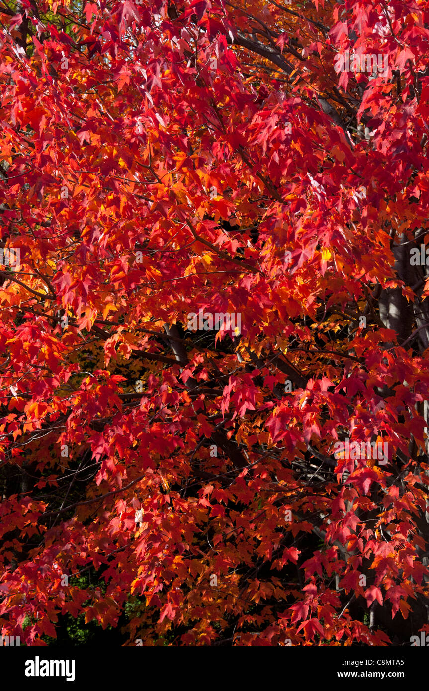 Feuillage d'automne à l'Arboretum Morgan. Banque D'Images