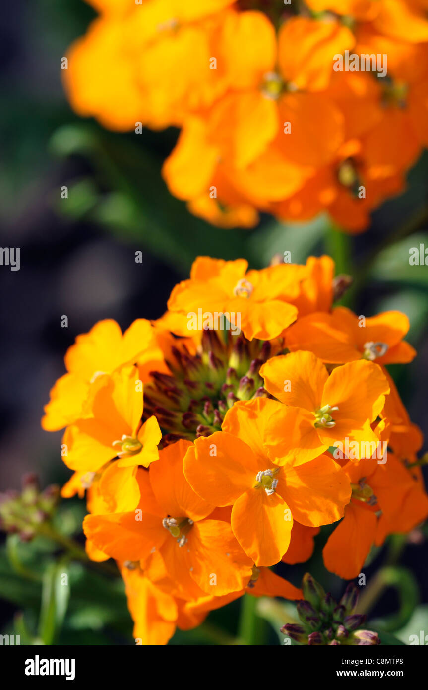 Giroflée cheiranthus allionii x gros plan printemps orange vif au point sélective des plantes vivaces portraits fleurs pétales Banque D'Images