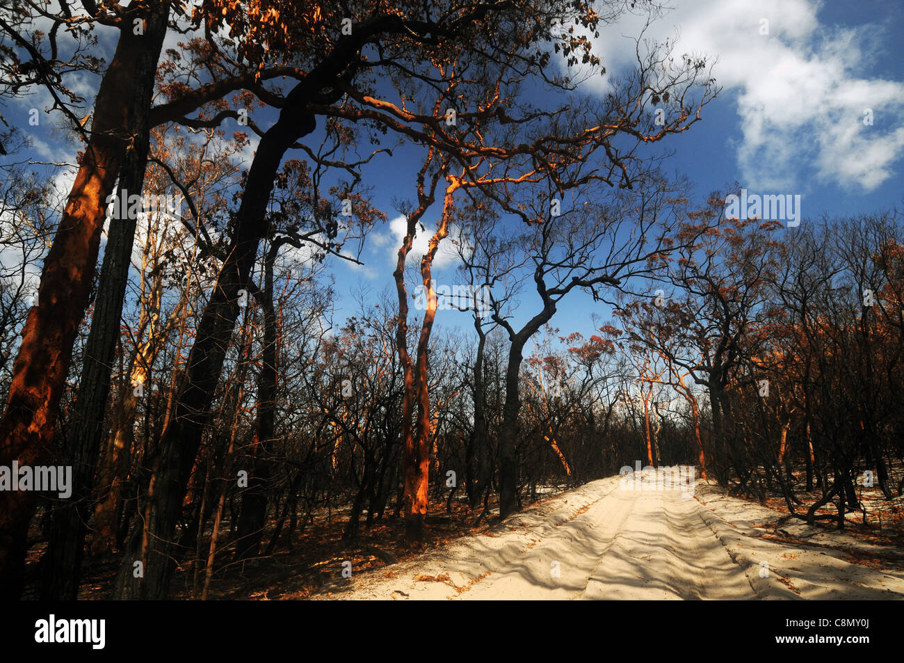 Forêt brûlée par incendie, Fraser Island World Heritage Area, Queensland, Australie Banque D'Images