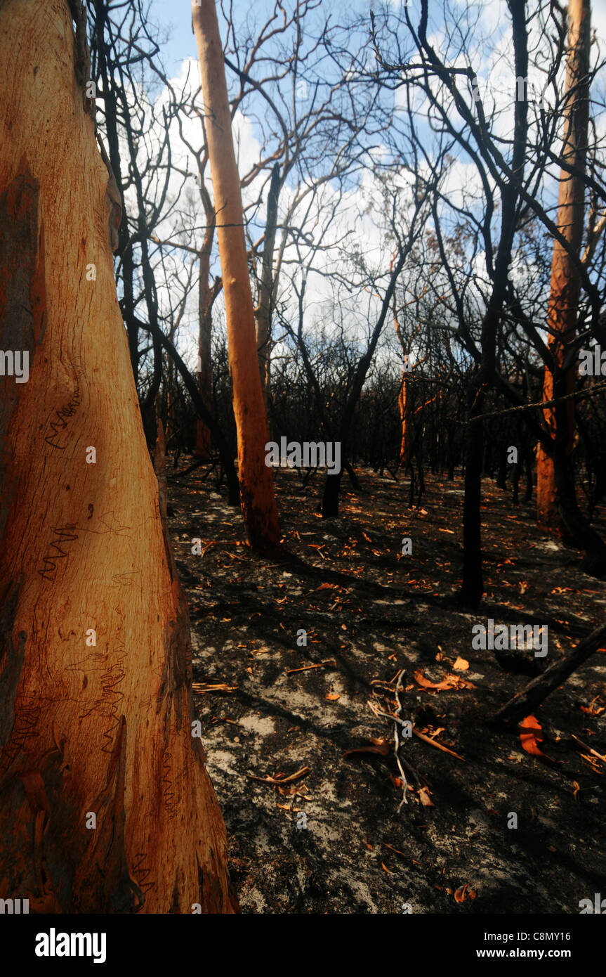 Forêt brûlée par l'incendie, y compris les gencives scribbly (Eucalyptus racemosa), Fraser Island Zone du patrimoine mondial, de l'Australie Banque D'Images