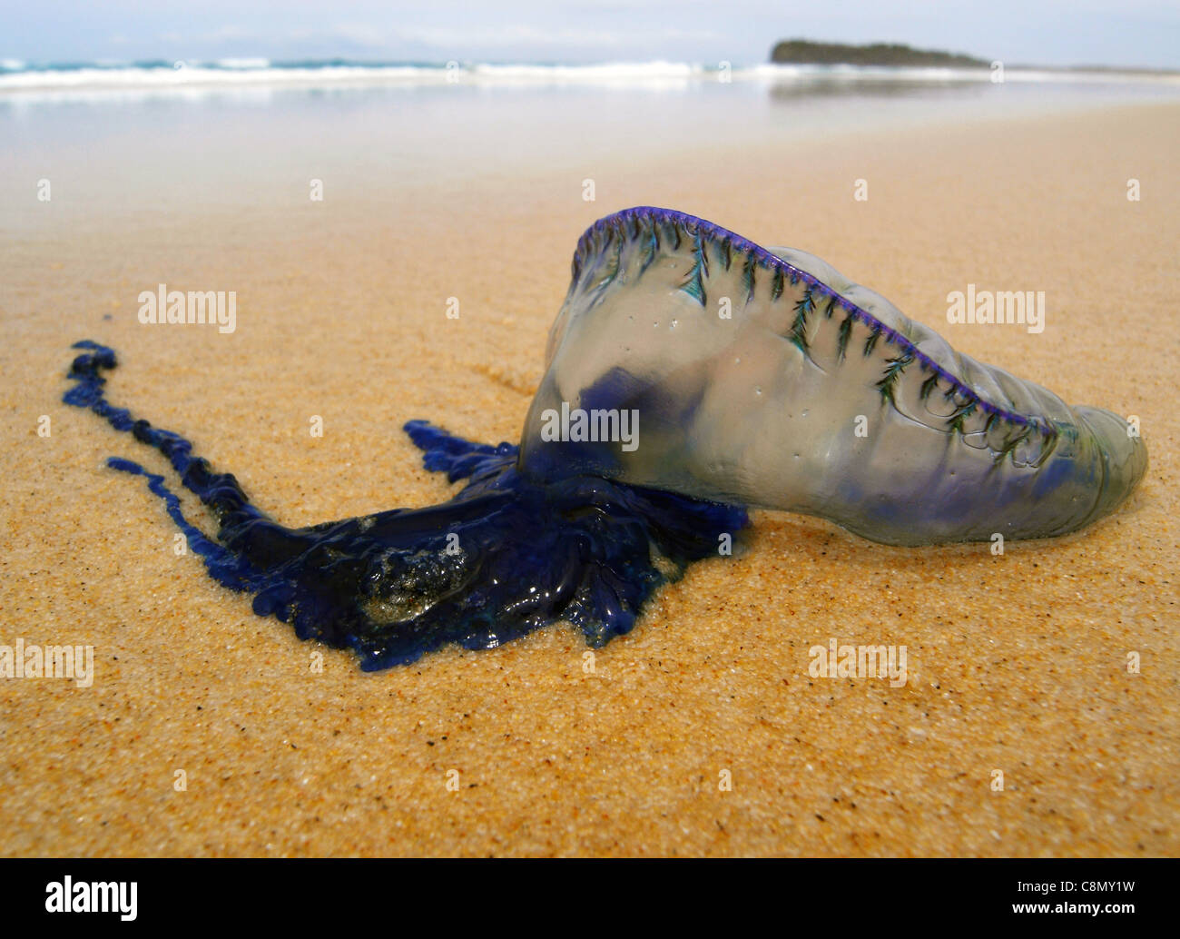 Méduse bleue (Physalia physalis) échoués sur la plage ci-dessous Indian Head, Fraser Island Zone du patrimoine mondial, de l'Australie Banque D'Images