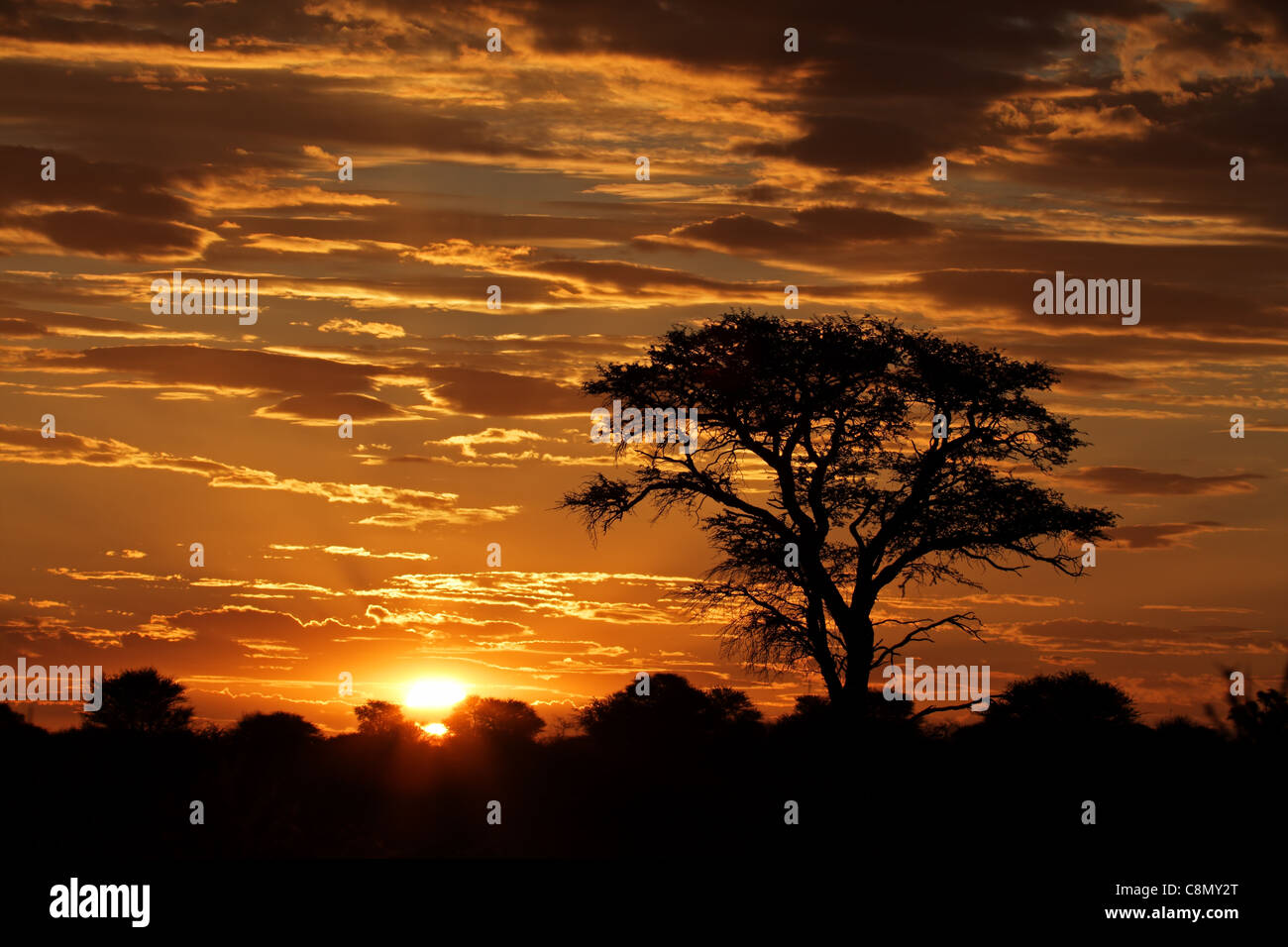 Avec le coucher du soleil africain qui se profile sur les nuages de l'Acacia, désert du Kalahari, Afrique du Sud Banque D'Images