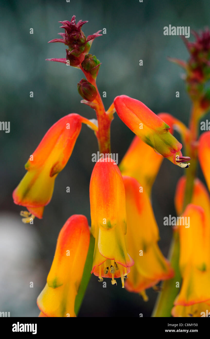 Lachenalia Tibet La Floraison Des Plantes Tropicales