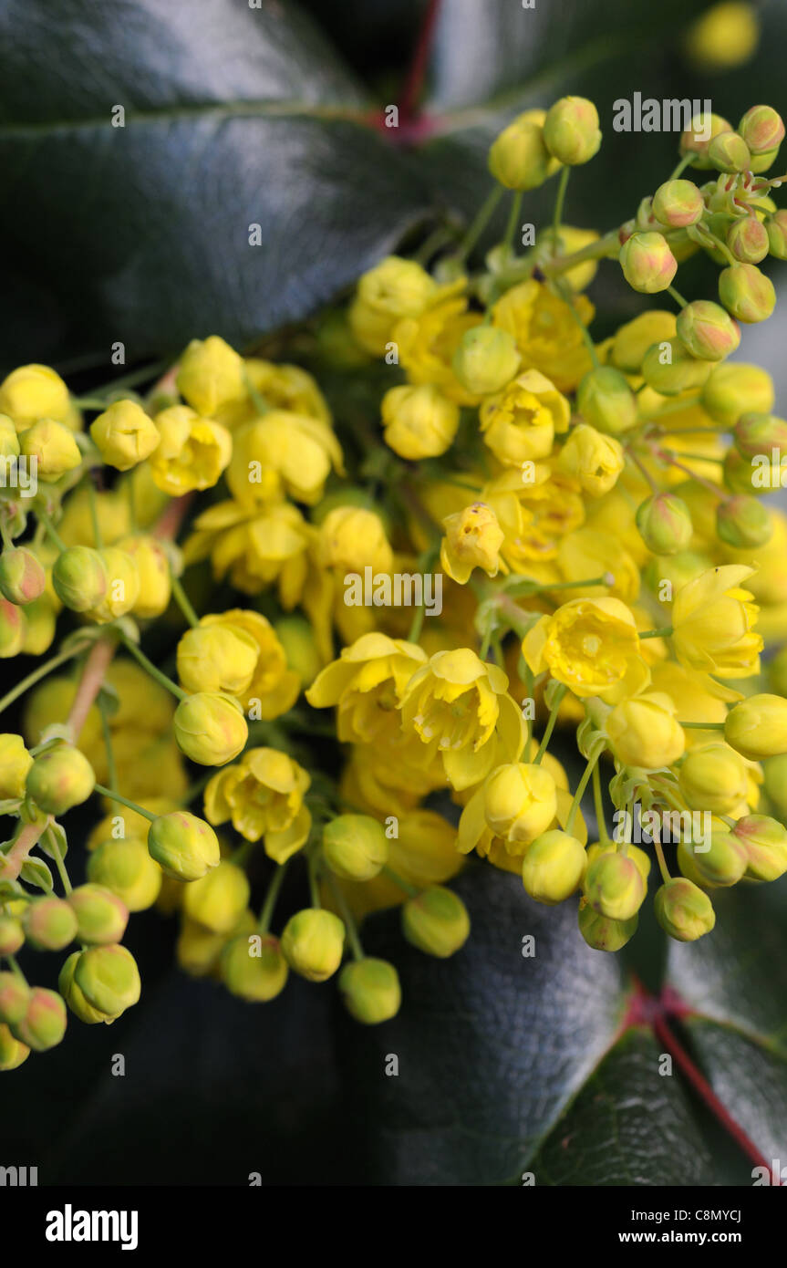 Mahonia Flowers Stock Photos Mahonia Flowers Stock Images Alamy