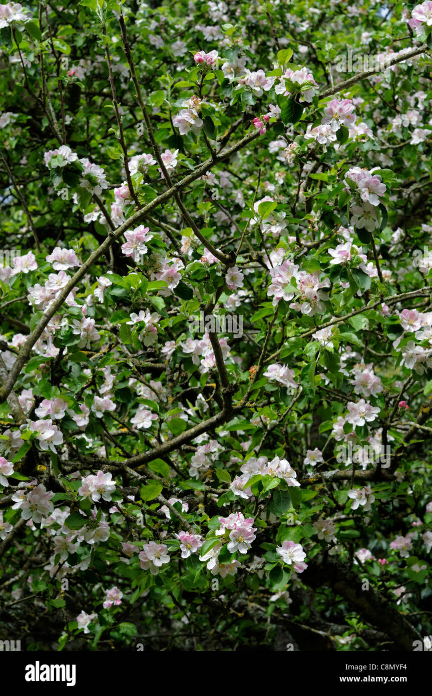Malus domestica bramleys Apple Blossom des semis de printemps Avril usine gros plan fleurs fleurs blanc rose portraits Banque D'Images