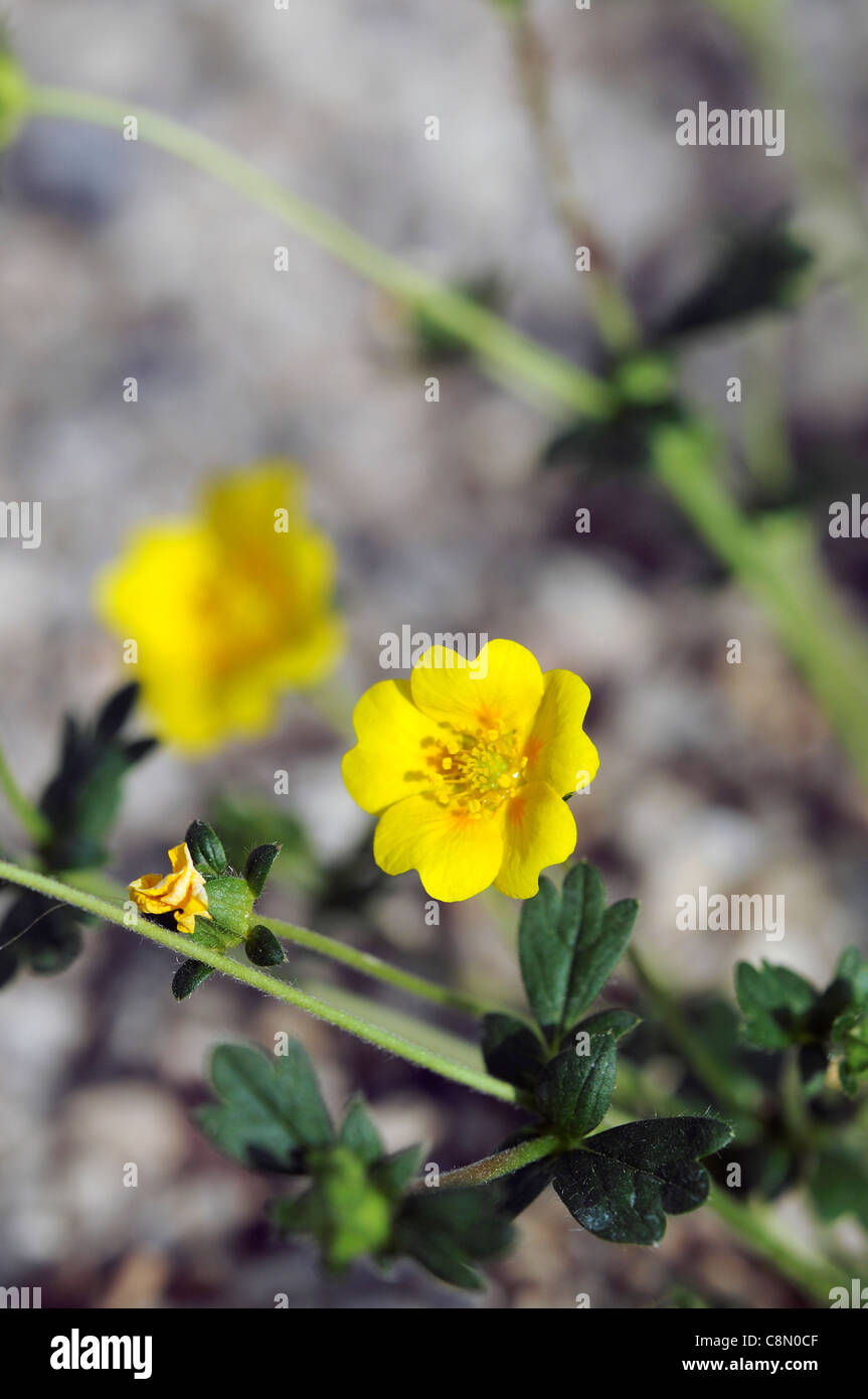 Cinquefoil Potentilla crantzii Alpine fleur jaune fleur printemps Banque D'Images