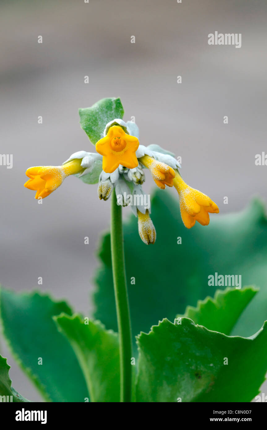 Candélabre primrose primula fleur jaune fleur printemps vivaces Banque D'Images