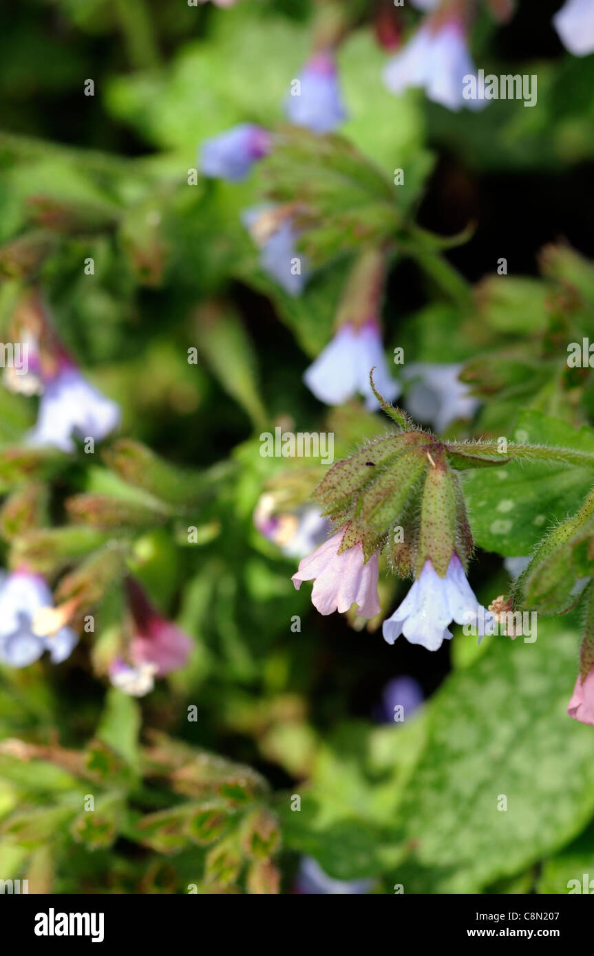 Pulmonaria saccharata, herbe de plantes vivaces portraits gros plan fleurs pétales bleu printemps Banque D'Images