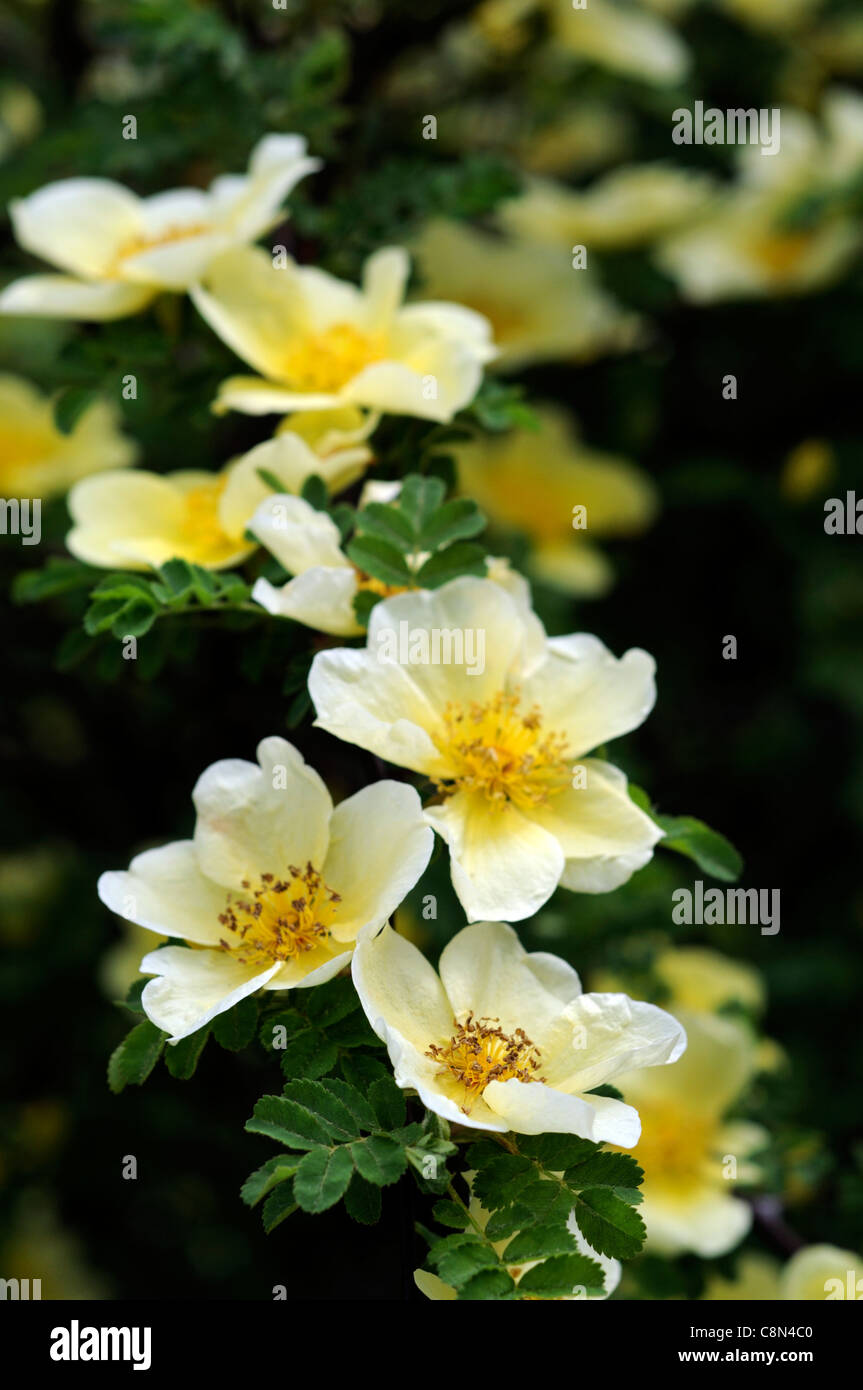 Rosa xanthina Oiseaux Canaries arbuste à fleurs rose fleurs grappes fern-comme-boutement feuillage tiges épineuses Banque D'Images