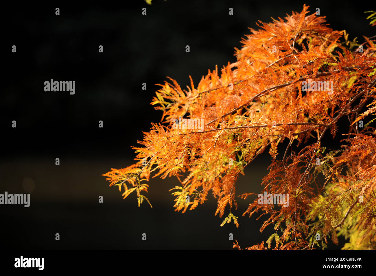 Couleurs d'automne à Wakehurst West Sussex Royaume-Uni Banque D'Images