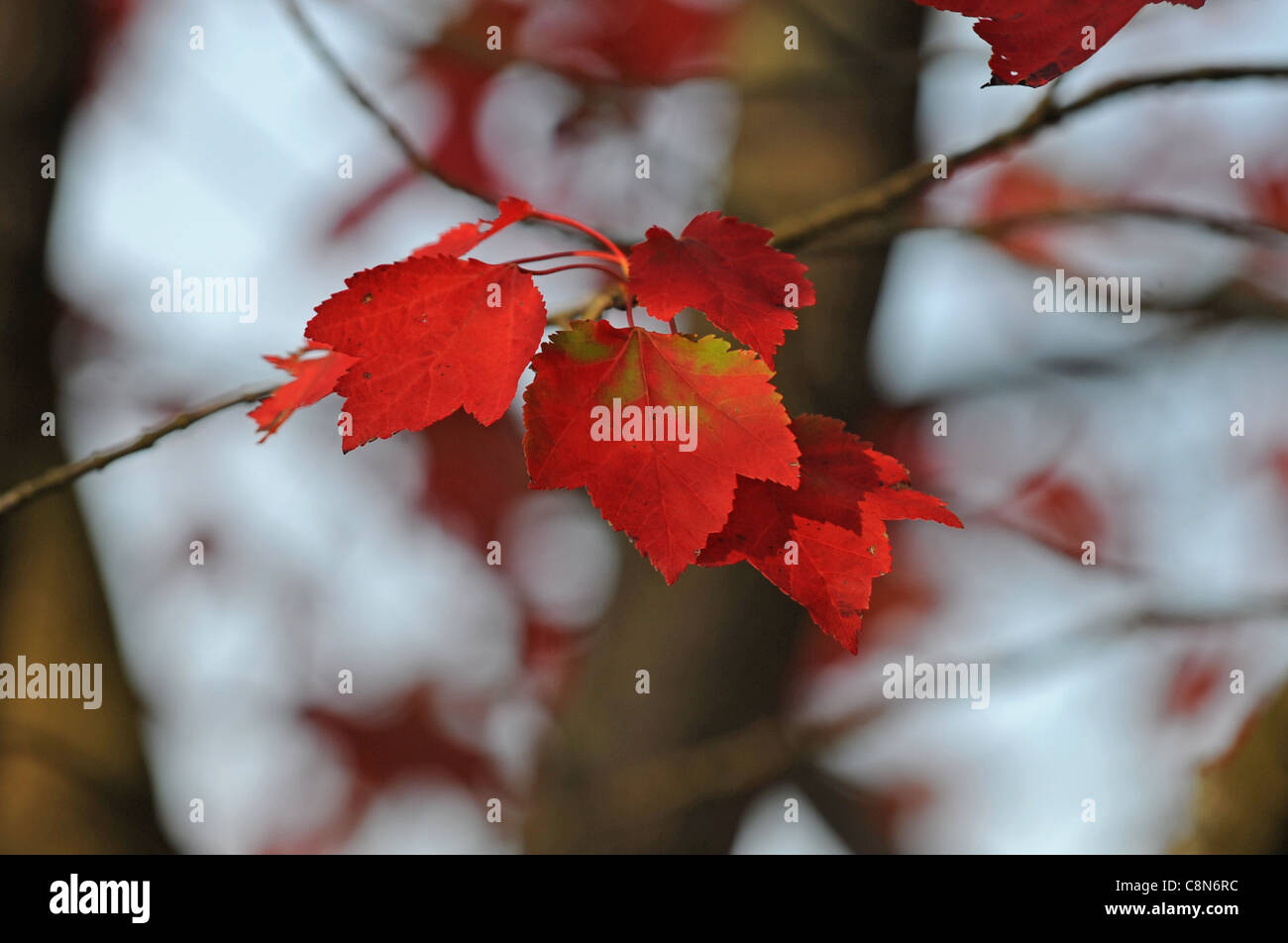 Couleurs d'automne West Sussex UK Banque D'Images
