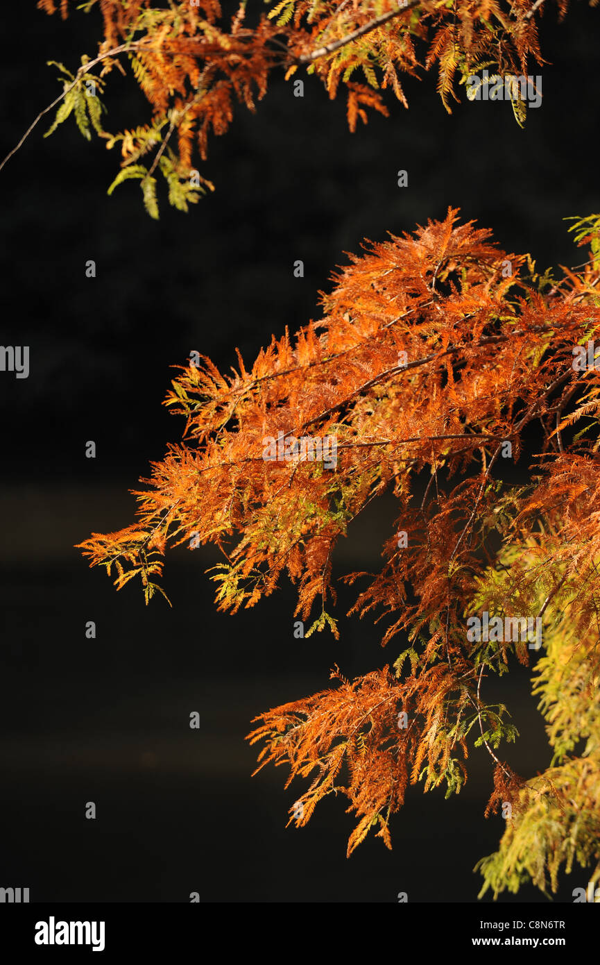 Couleurs d'automne West Sussex UK Banque D'Images