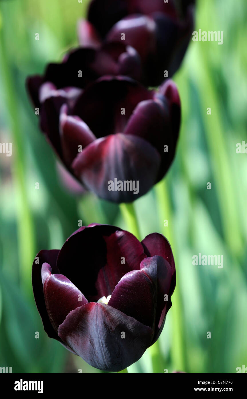 Tulip tulipa dark black queen of the night single fin fleur fleurs printemps groupe Banque D'Images