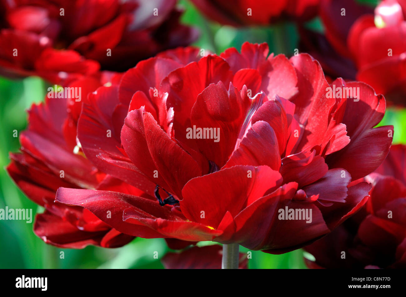 Tulip tulipa red double fin groupe groupe spring flower fleur Banque D'Images