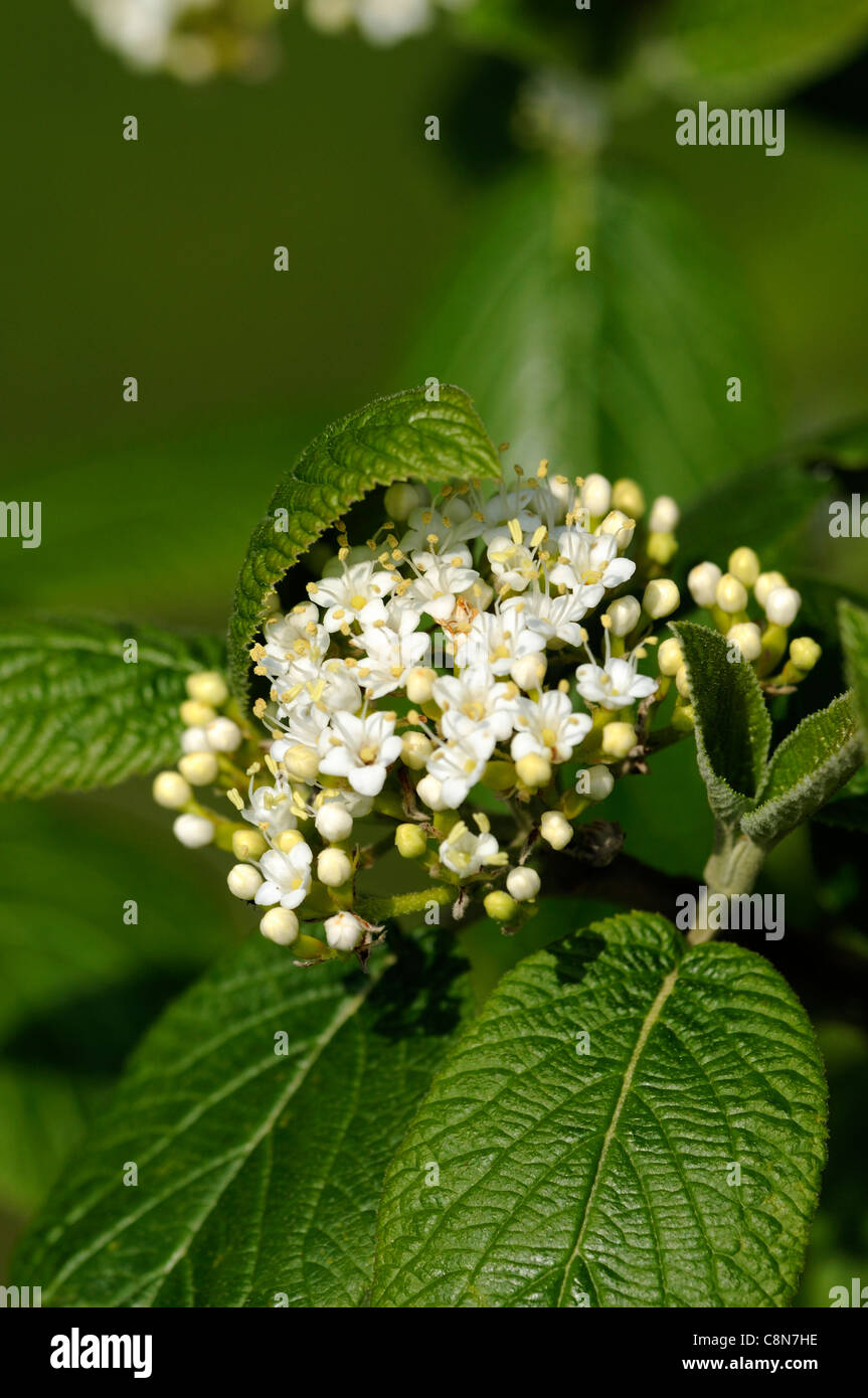 Viorne Viburnum molle Kentucky Softleaf Arrowwood fleurs blanches fleurs de printemps tardif corymbe inflorescence cymeuses Banque D'Images