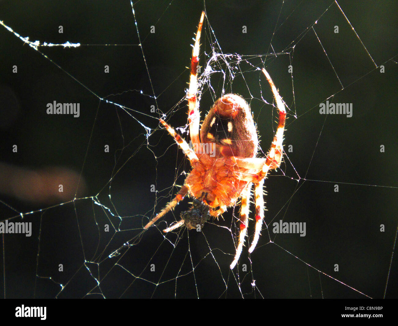 Spider Neoscona Orbweaver tachetée oaxacensis El Dorado Nature Center California USA Banque D'Images