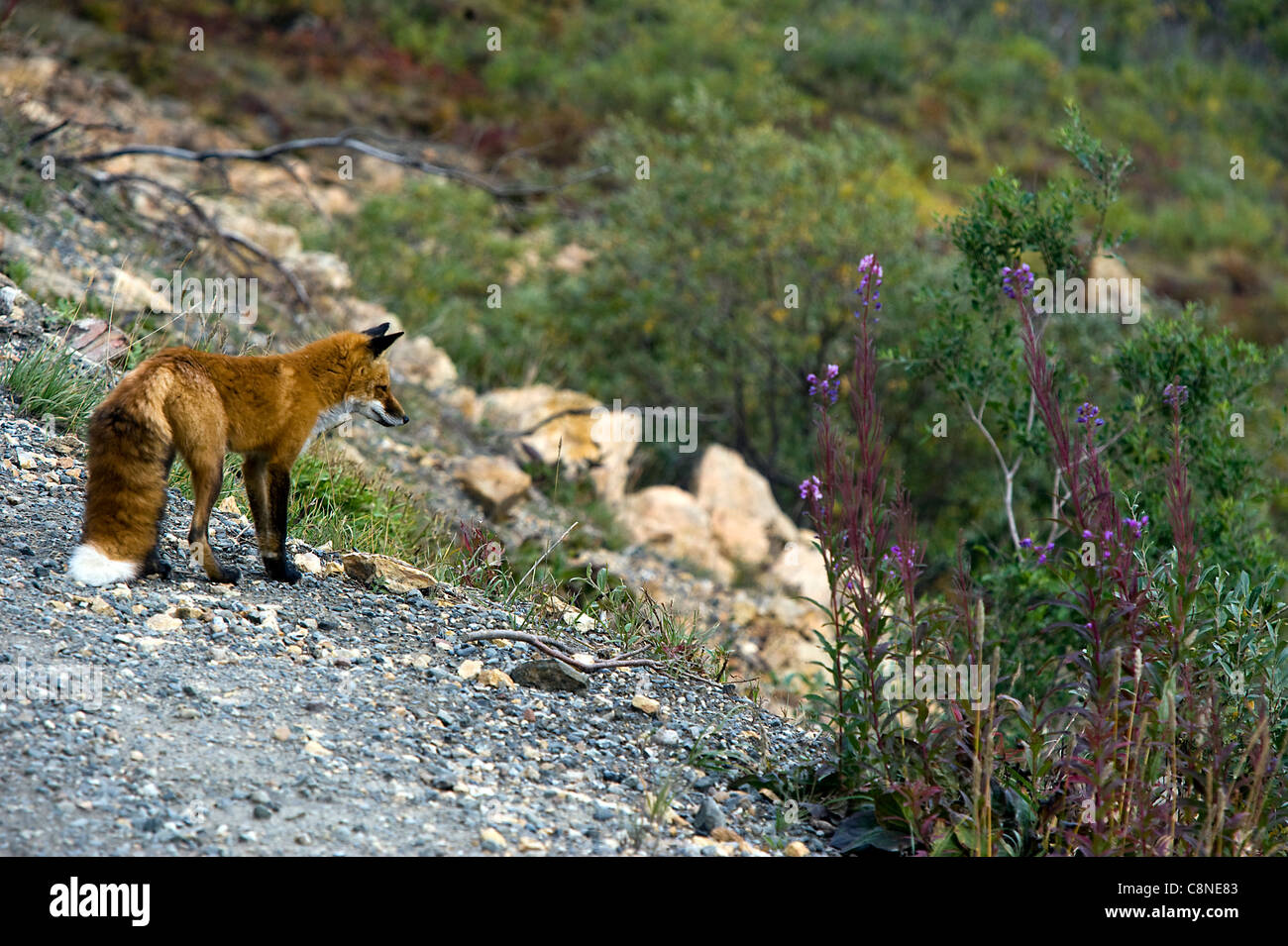 Un comité permanent en rouge fox observer le fleuve au Parc National Denali Alaska USA Banque D'Images