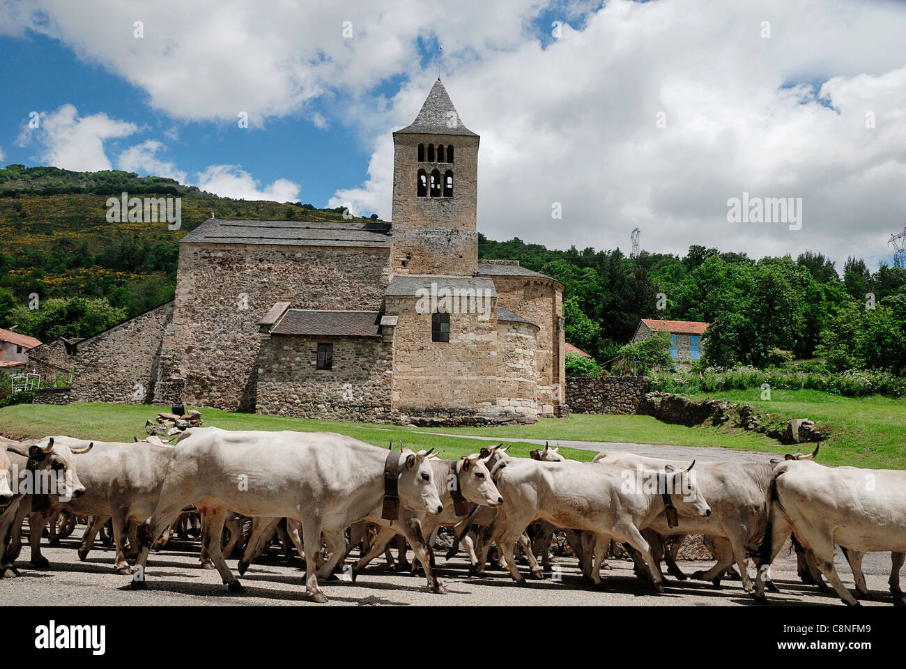 France, Pyrénées, l'Ariège, les vaches sur la route de marche Banque D'Images