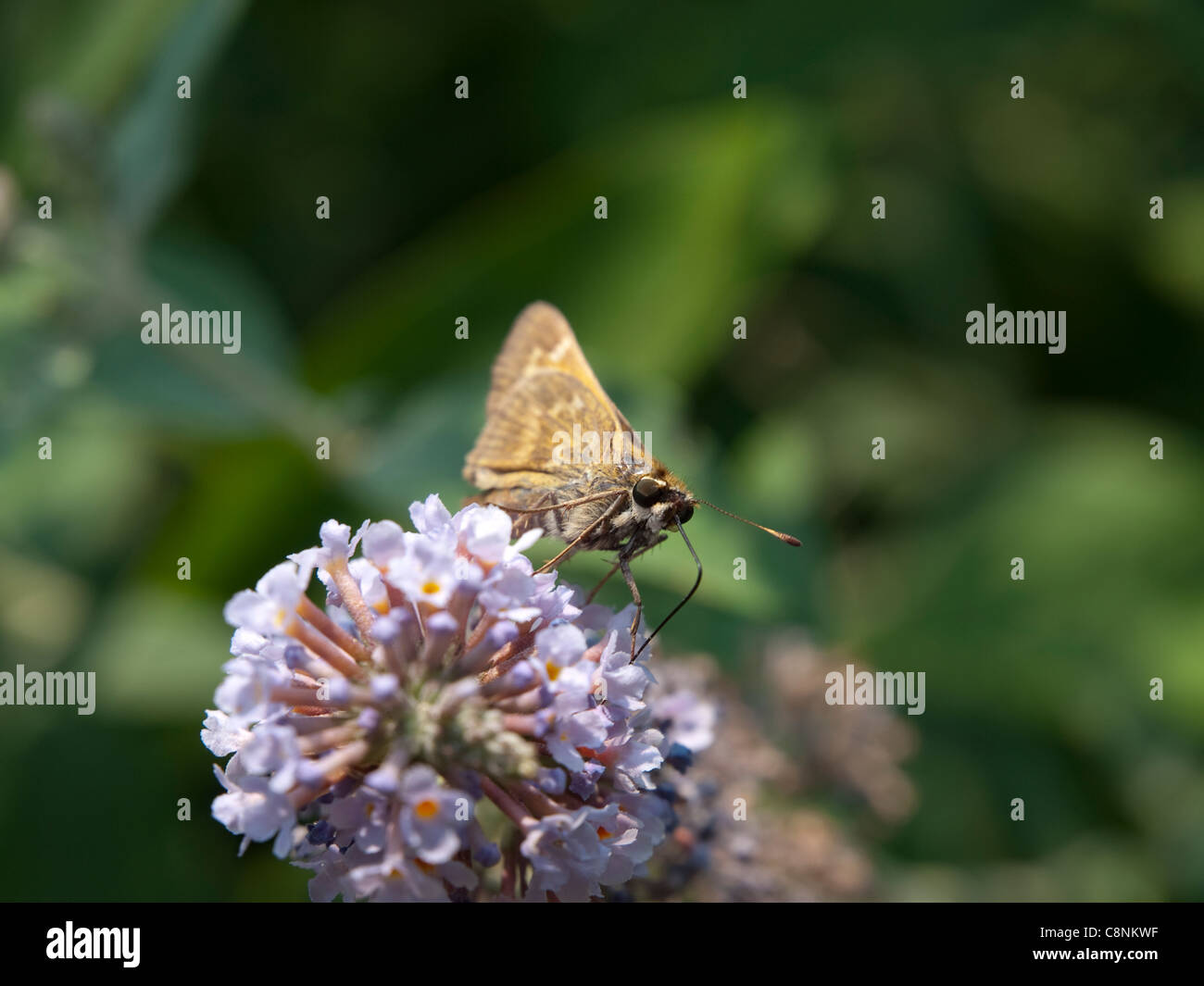 Sachem (Atalopedes campestris) Banque D'Images