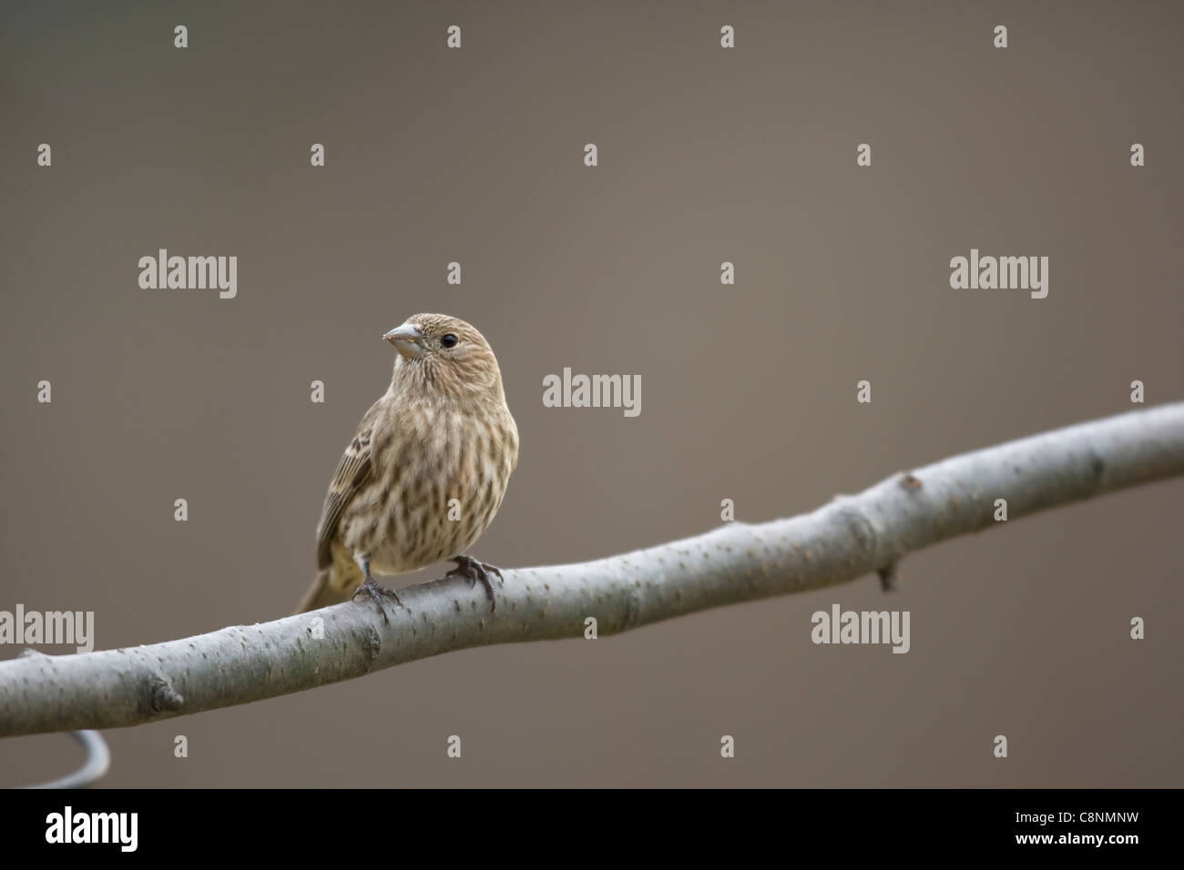 Roselin familier (Carpodacus mexicanus frontalis), femelle sur une branche avec de l'expérience en hiver. Banque D'Images