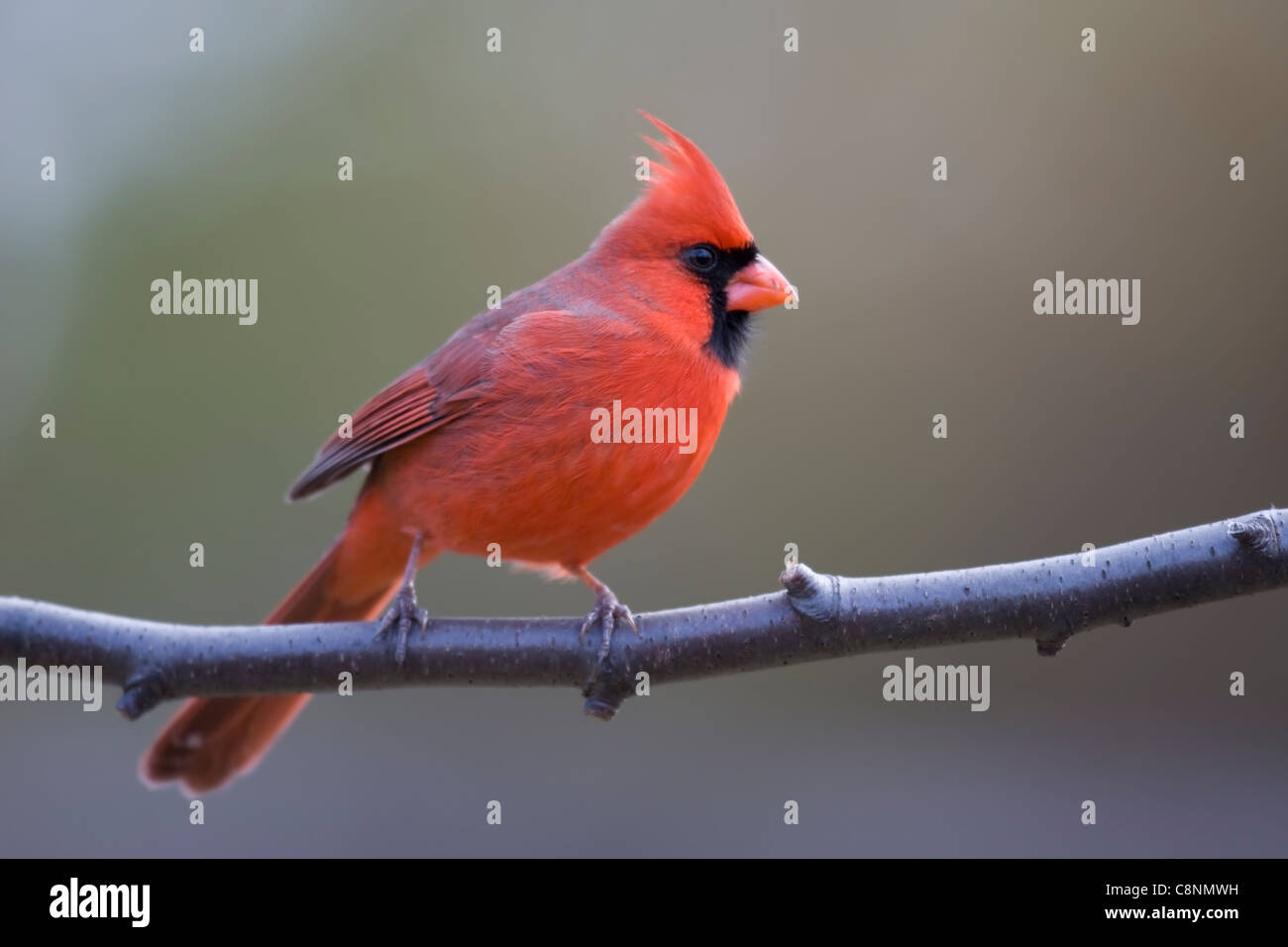 Cardinal rouge (Cardinalis cardinalis cardinalis), sous-espèce commune, mâle en plumage rouge vif parfait sur la branche en hiver. Banque D'Images