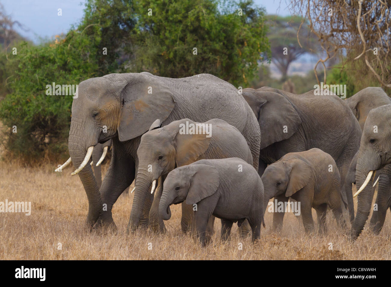 Famille d'éléphants dans le Parc national Amboseli, Kenya Banque D'Images