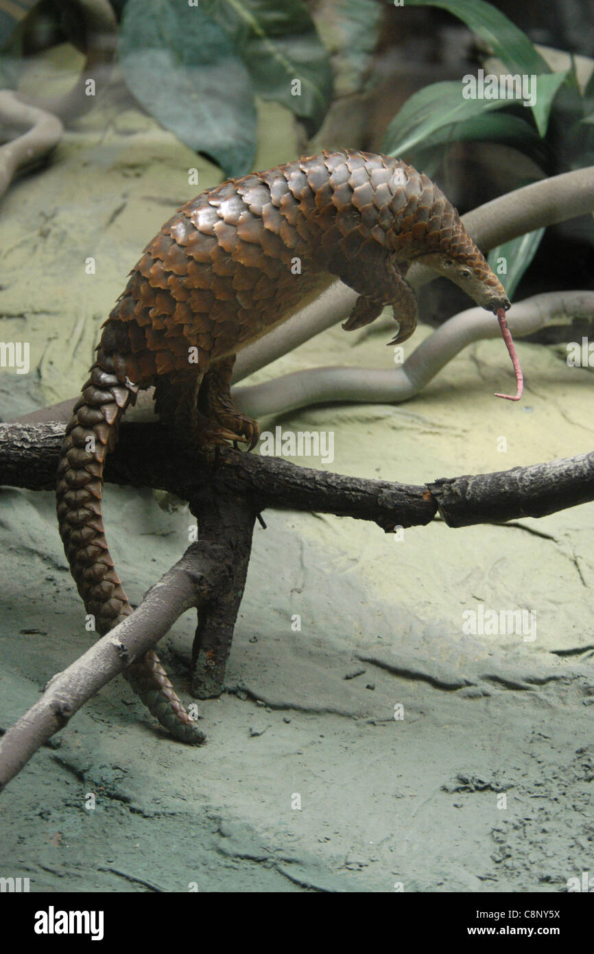 Pangolin farcie vu à l'État du musée Darwin de Moscou, en Russie. Banque D'Images