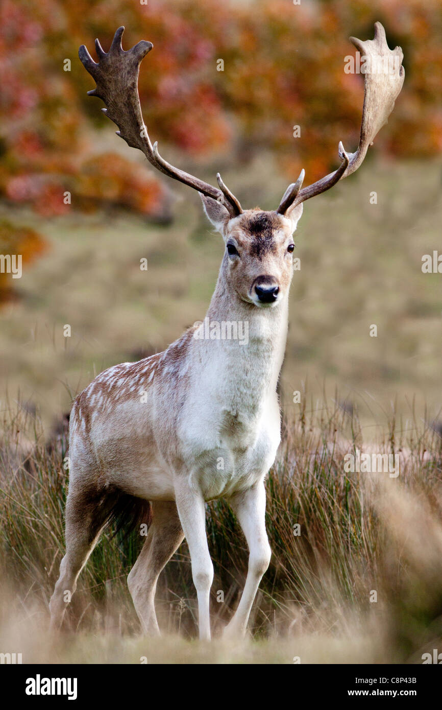 Un Daim à Petworth Deer Park Banque D'Images