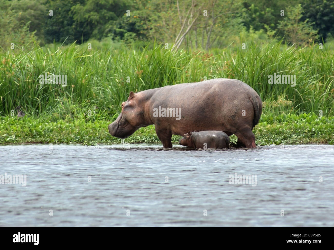 Vue magnifique au bord de l montrant un hippopotame vache et veau en Ouganda