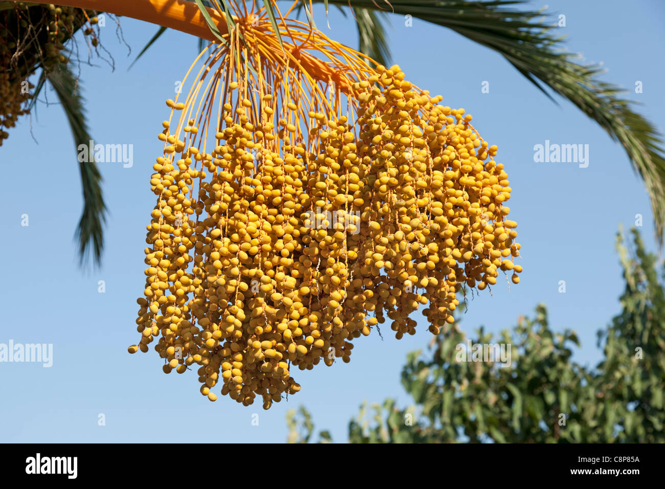 Île des Canaries Date Palm Banque D'Images