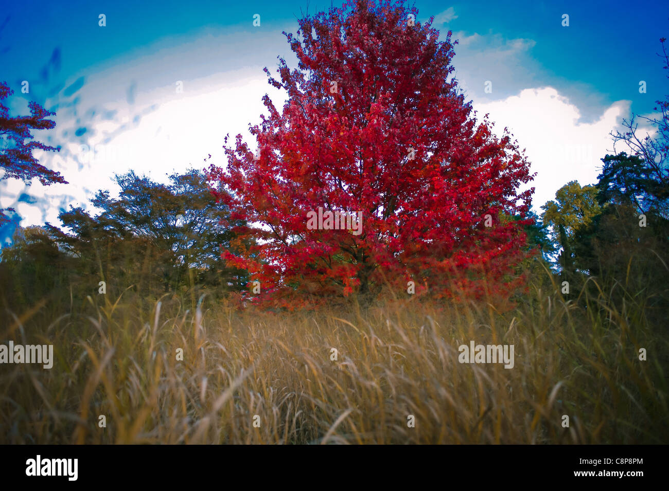 L'arbre et ses voisins, l'arbre de l'automne, les images couleur érable flaming Chatenay Malabry France Banque D'Images