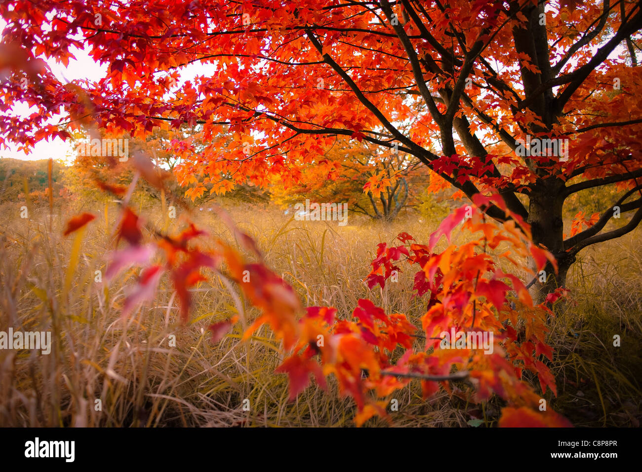 L'arbre et de ses voisins, l'érable couleur automne flamboyant à Chatenay Malabry, France Banque D'Images